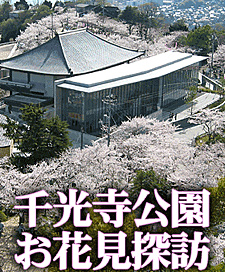 千光寺公園の桜の季節がやってまいりました！千光寺公園　お花見探訪