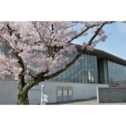 桜と尾道市立美術館