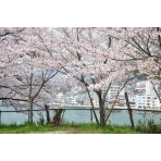 桜咲く兼吉の丘