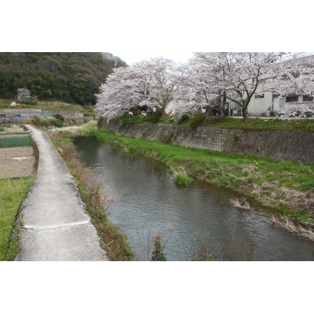 藤井川の桜