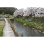 藤井川の桜