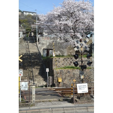 持光寺参道脇の桜