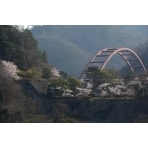 御調ダムに架かる津蟹大橋と桜