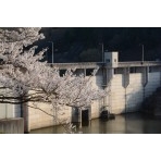 桜と御調ダム