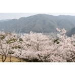 圓鍔勝三彫刻記念公園から見る春の風景