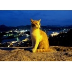 ポンポン岩の猫