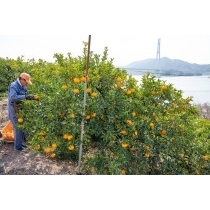 柑橘の収穫風景