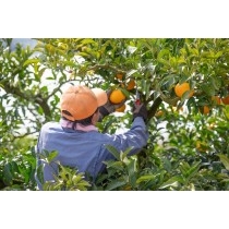 柑橘の収穫風景