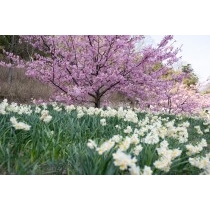船隠し公園の河津桜と水仙
