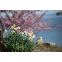 船隠し公園の河津桜と水仙