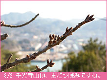 3月2日の桜