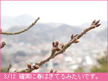3月12日の桜