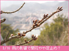 3月16日の桜