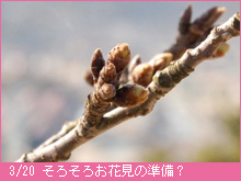3月20日の桜
