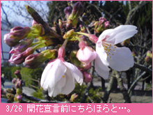 3月26日の桜