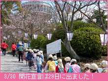 3月30日の桜