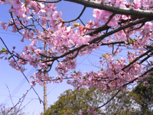 千光寺の桜／ピンク桜