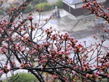 ライブ画像の桜