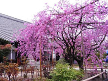 天寧寺の枝垂れ桜
