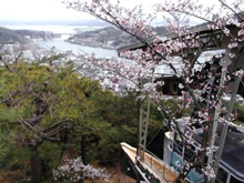 千光寺の桜