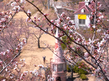 さる山付近の桜