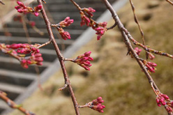 三春滝桜（枝垂れ）