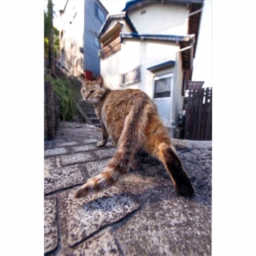 路地裏のネコ　‐post card‐