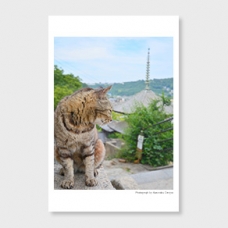 ネコの似合うまちかど　‐post card‐
