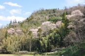 原田町のエドヒガンザクラ（早春なごみ桜）【天然記念物】