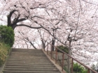 尾道の桜