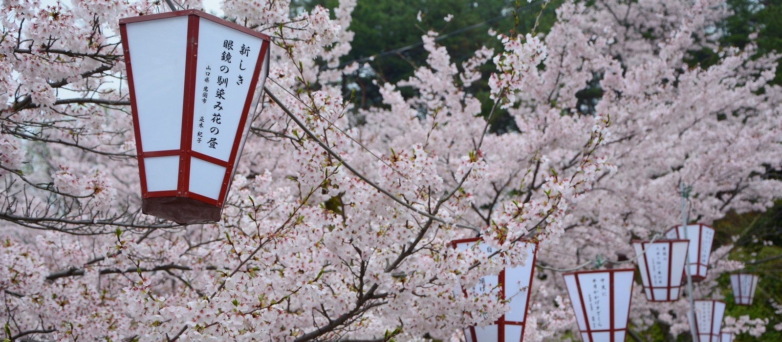 ”さくらの名所100選”に選定されている千光寺公園。3月16日～4月14日までぼんぼりがライトアップされます！