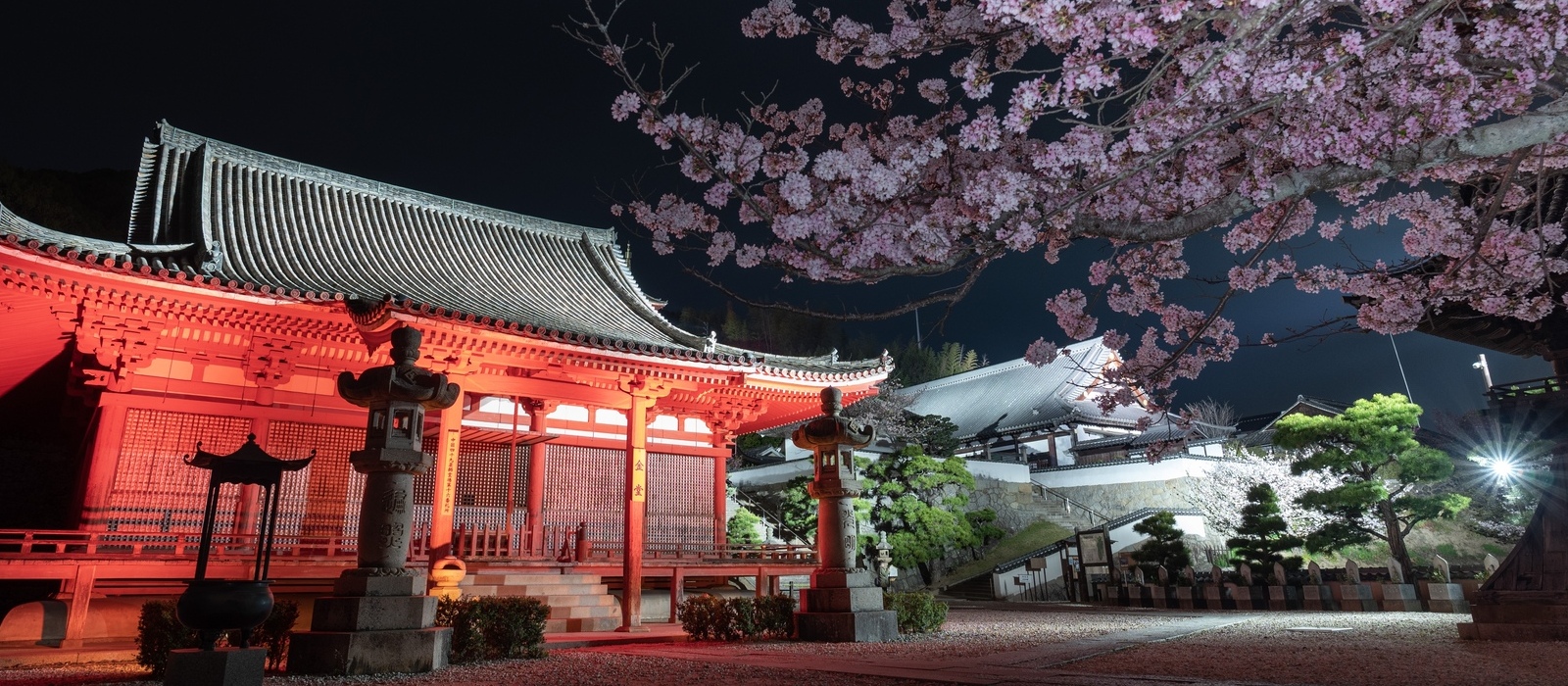 尾道の桜名所のひとつ西國寺では、夜桜をお楽しみいただけます！左の建物は、国重要文化財の金堂です。