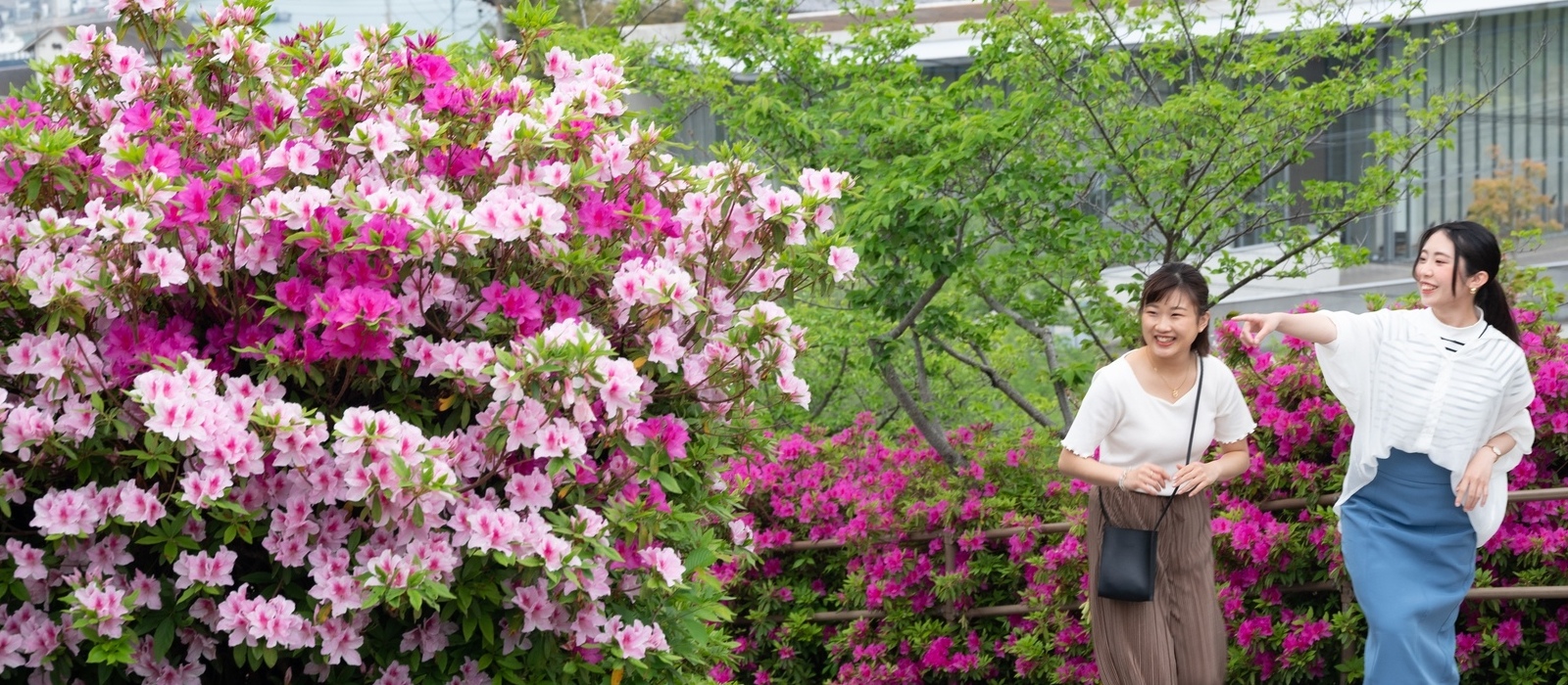 4月下旬～5月にかけ色とりどりのツツジやフジが、千光寺公園を彩ります