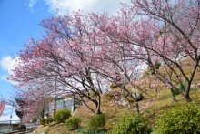 千光寺公園の寒桜は3分咲き