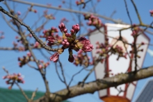 展望台のそばの桜は開花が間近です
