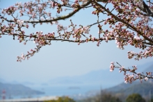桜越しの瀬戸内の風景