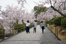 千光寺公園は朝から花見客でにぎわっています