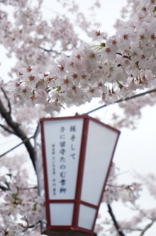 満開の桜と俳句ぼんぼりをお楽しみください