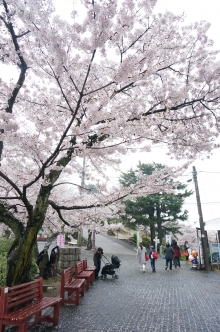 満開の桜と記念撮影はいかがでしょうか