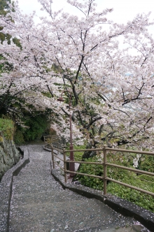 遅く咲いた桜も中には残っています。