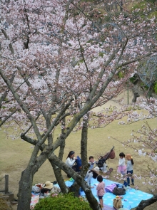 桜の下から花見客たちの楽しそうな声が聞こえていました。