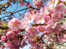 ソメイヨシノに先駆け河津桜が見頃になりつつあります