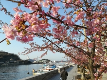 桜と海が一緒に楽しめますよ