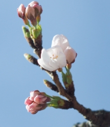 日当たりのいい桜の木に一輪だけ花が開いていました