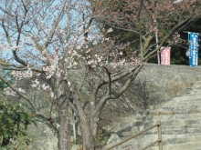 ポンポン岩のそばの桜は一本だけ見頃になりつつあります
