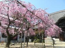 枝垂桜は現在5分咲き程度ですが、見ごたえは抜群です