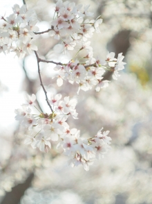 お気に入りの桜風景、探しにでかけませんか？