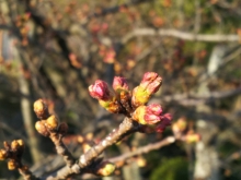西展望台付近の桜