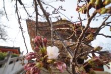 待ちに待った桜（ソメイヨシノ）が開花しました！