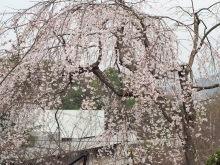 しだれ桜は満開になりました